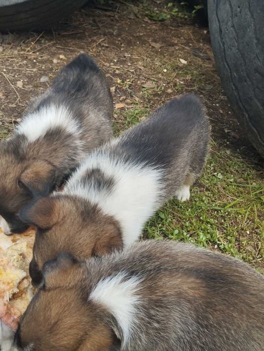 Віддам песика в добрі руки