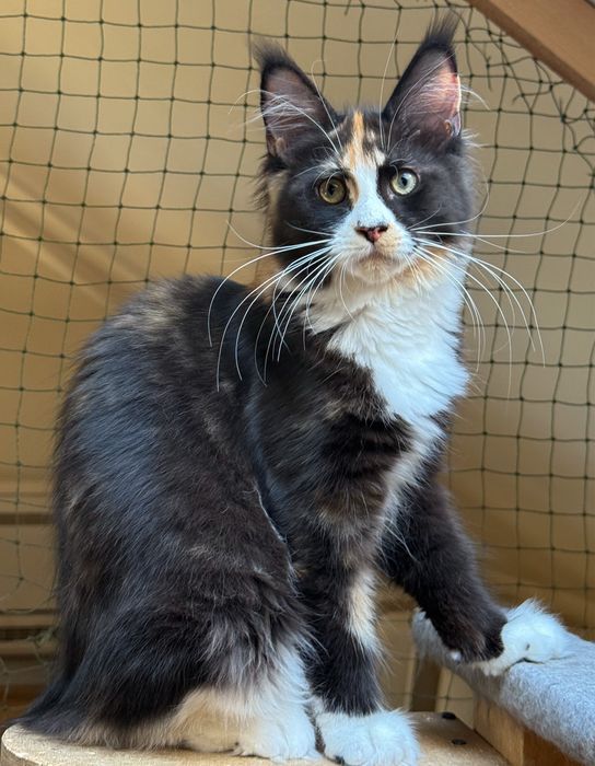 Urocza koteczka Maine Coon