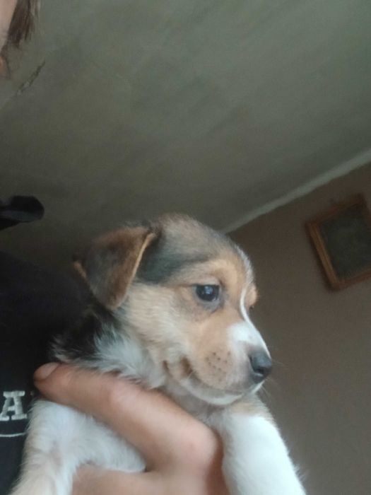 Oddam pieski za darmo zostaly tylko 2 pies i suczka