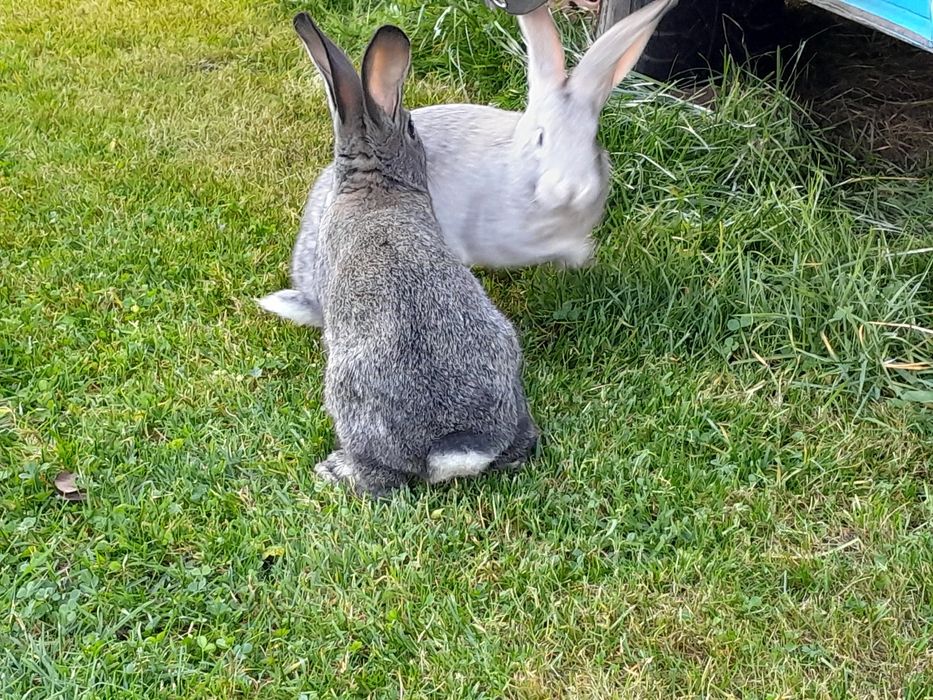 Królik, króliki, króliczki