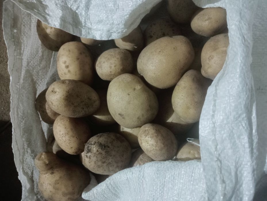 Ziemniaki ekologiczne Tayfun Lord Lilly