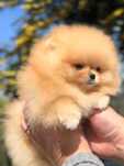 Mały miś pomeranian