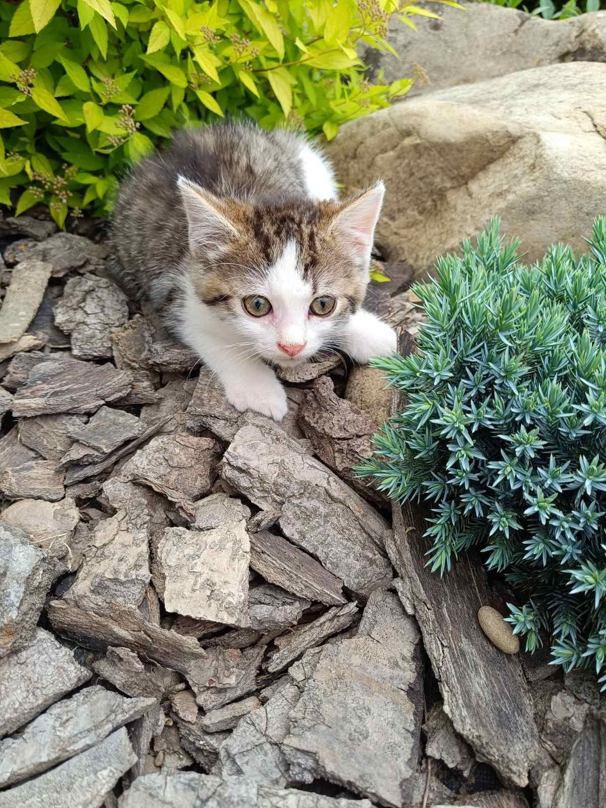 Кошенятка у хороші руки