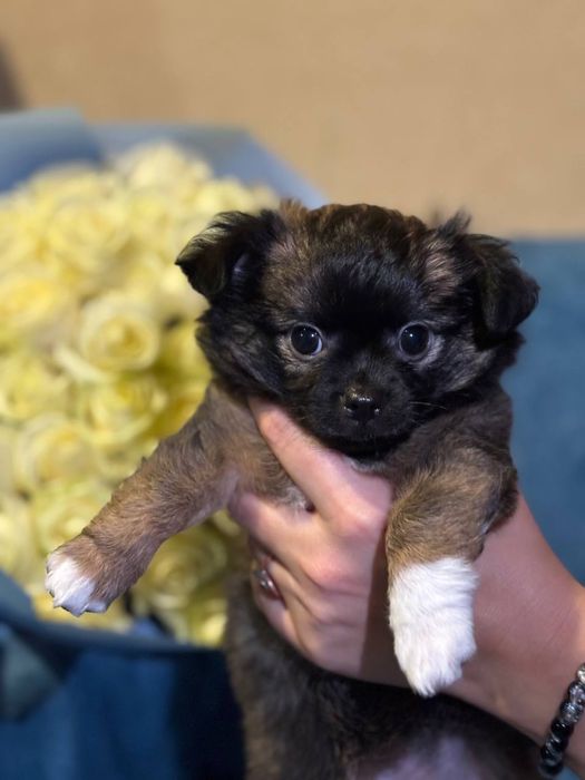 Чистокровна довгошерсна чіхуахуа