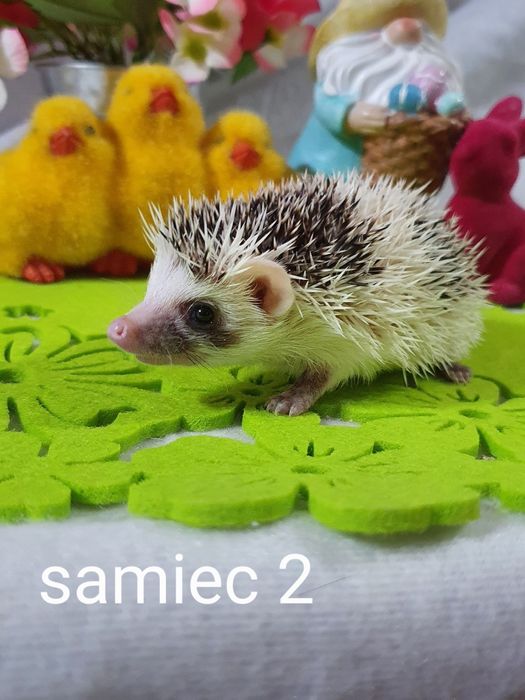 Jeż afrykanski jez pigmejski cudowne maluchy