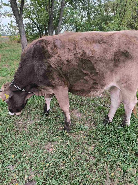 Теличка породи Лебедин