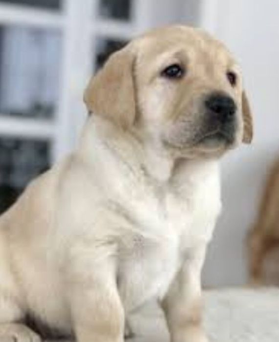 Готовы к продаже щенки лабрадора