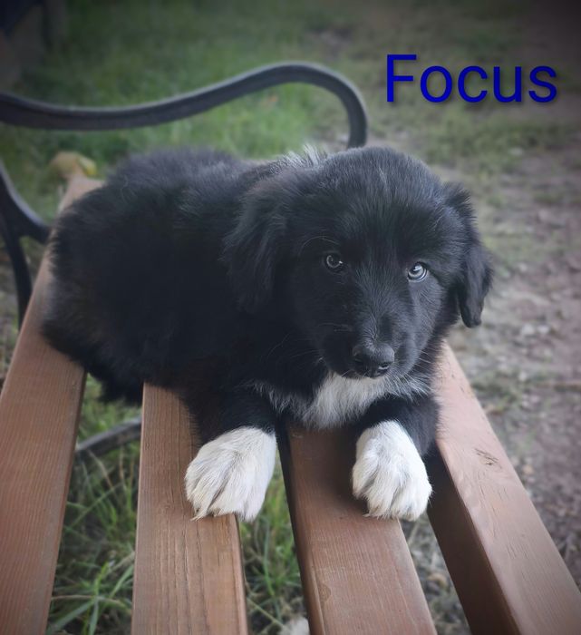 Border collie cudowny piesek przebadani rodzice do odbioru