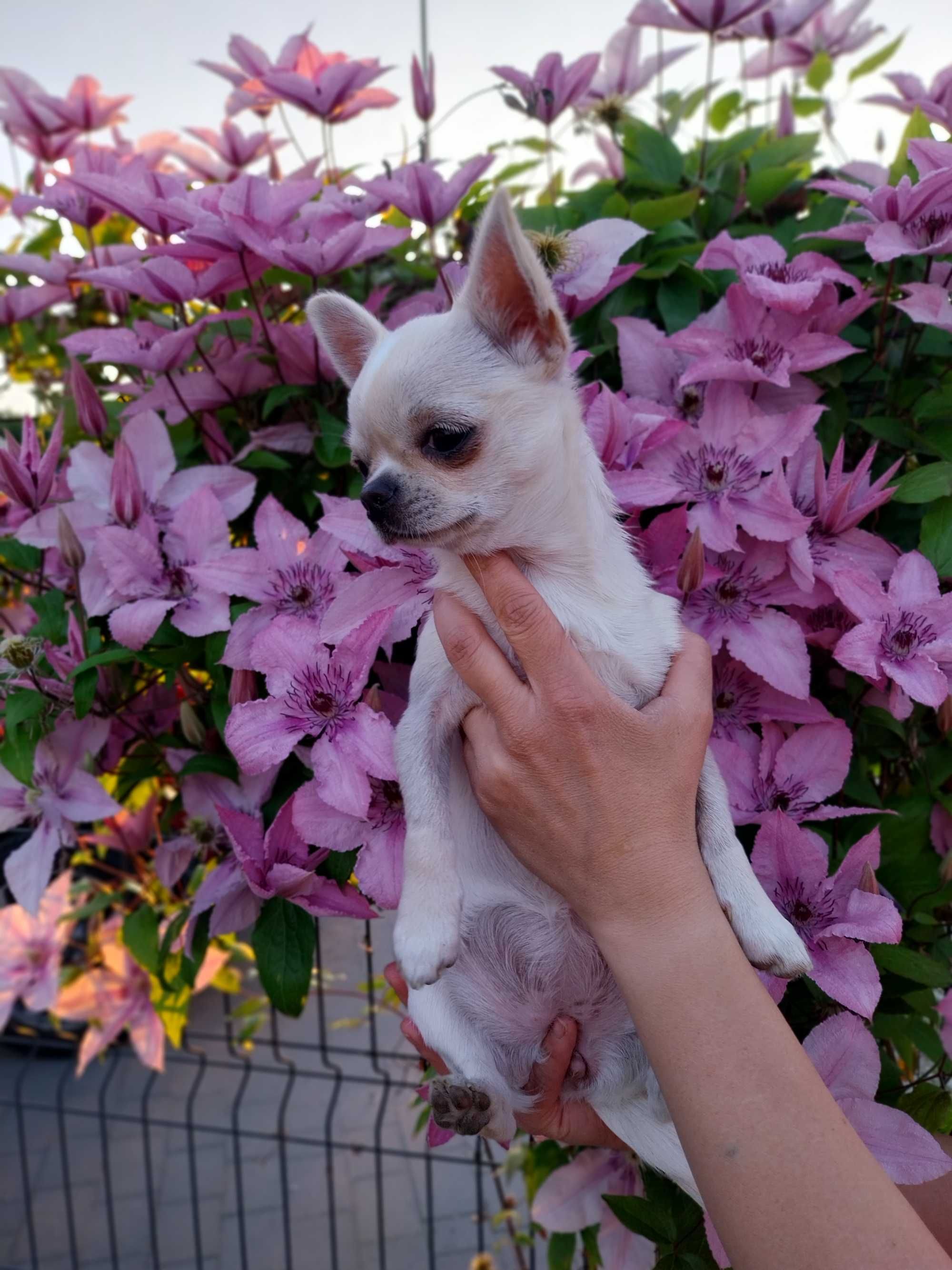 Suczka Chihuahua krótkowłosy ZKwP FCI