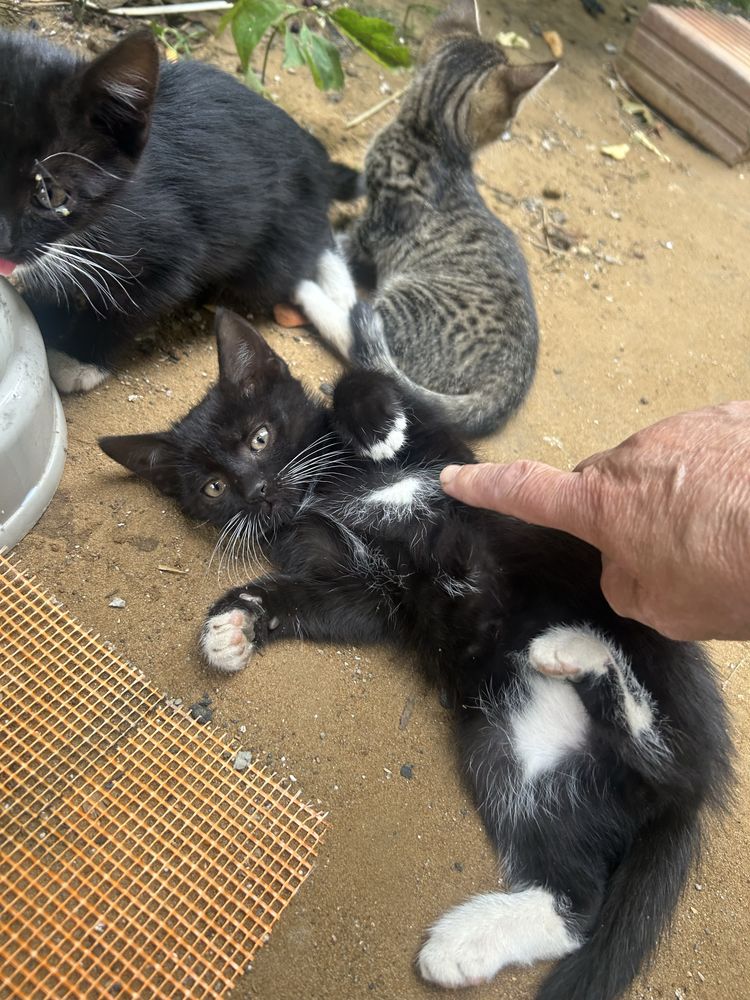 Koty do adopcji za darmo