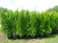 Tuja thuja szmaragd w doniczkach 140-160cm Dostawa