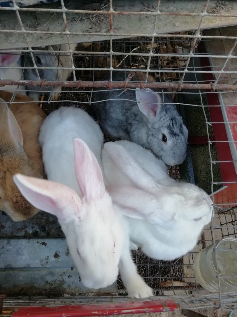 Продажа кроликов от 2 месицов