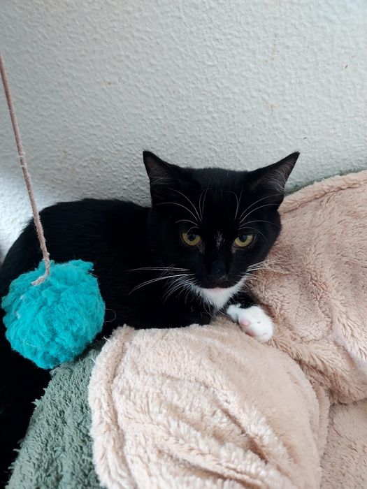 Gatinha para adoção