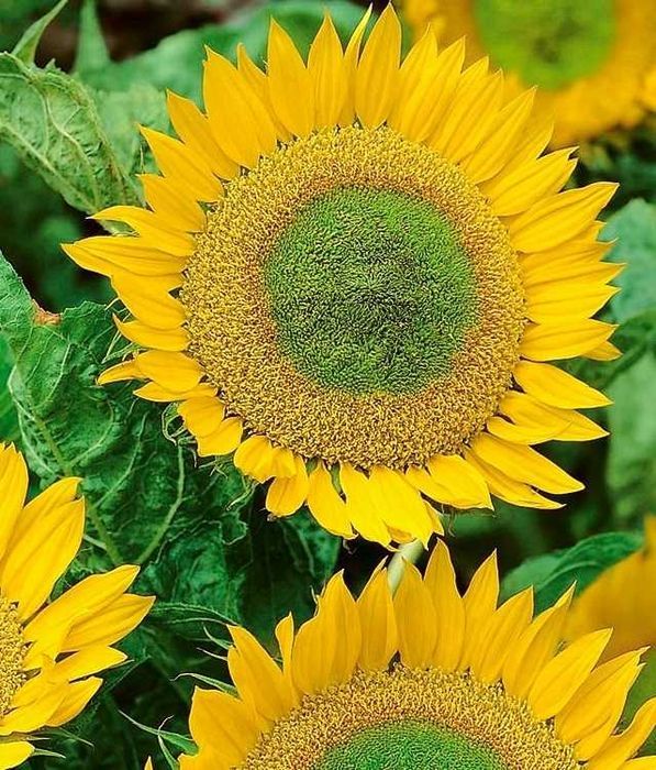 Słonecznik Green Hobbit Odm. Ozdobna Karłowa (Helianthus Annuus) 100 g