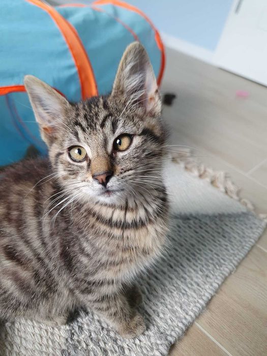 Mojito i Pina Colada - dwa przytulaski na tropie domku