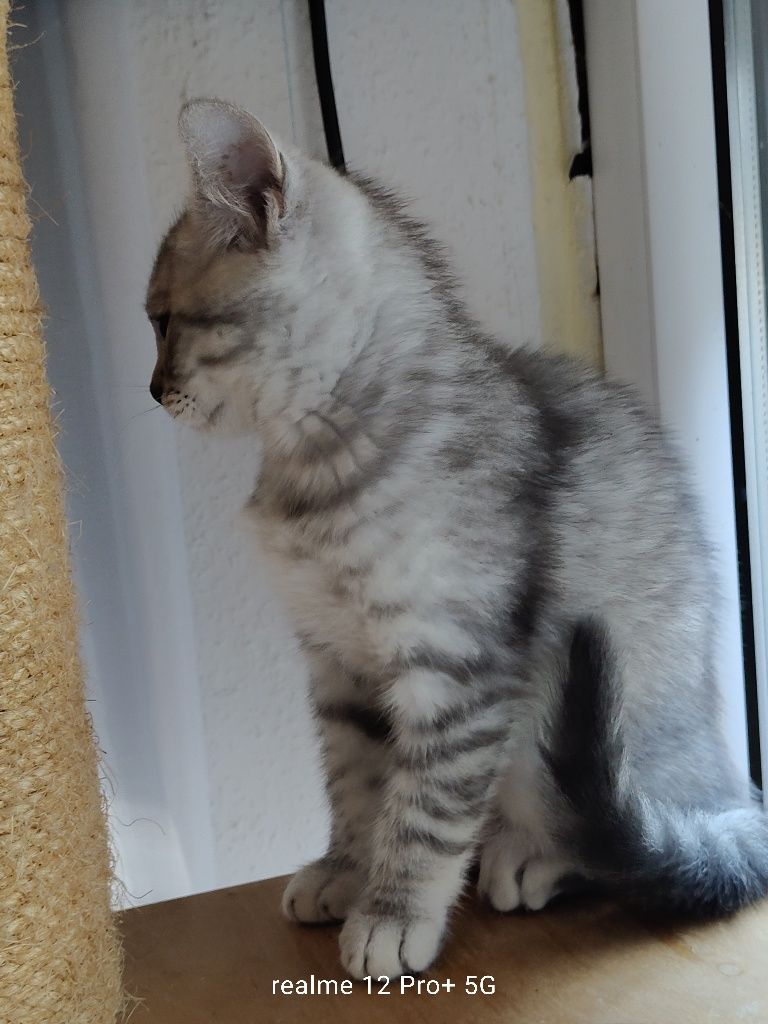Prześliczny kocurek Brytyjski Silver -Tabby jak z reklamy rodowodowy