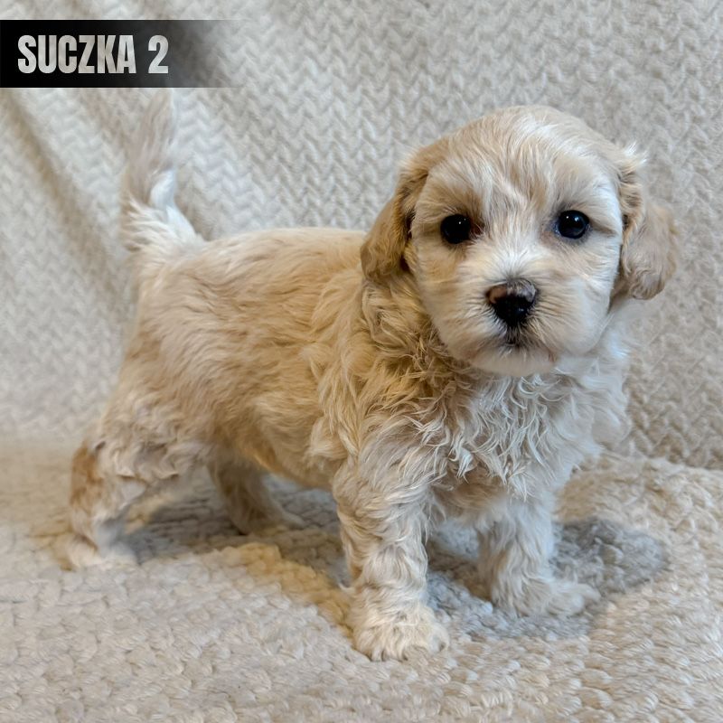 **suczka maltipoo**