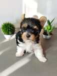 York biewer piesek z genem choco