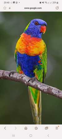 Loris arco iris adulto