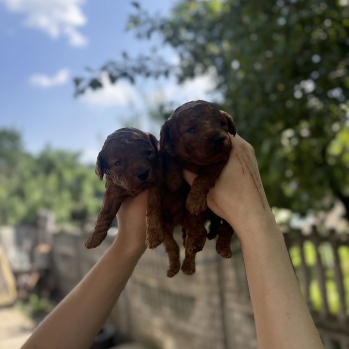 Той пуделя RED BRAUN