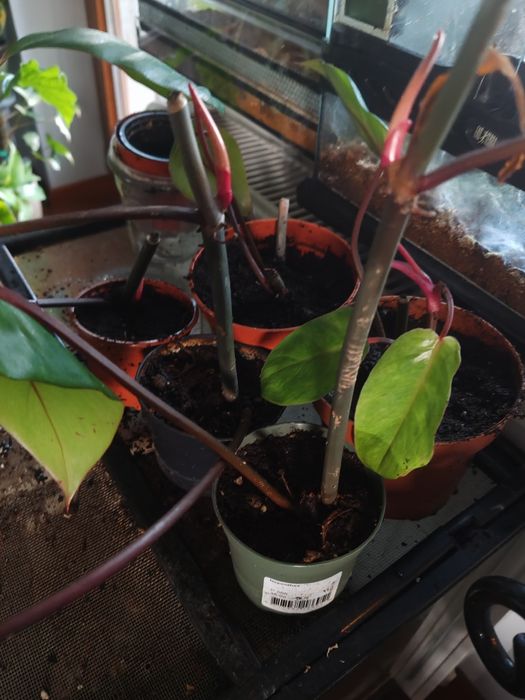 Philodendron Painted Lady