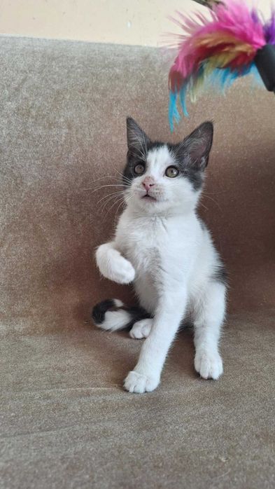 malutki słodziak do oddania