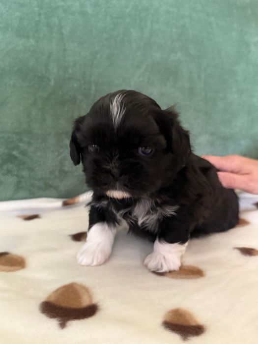 Shih tzu uroczy piesek w skarpetkach