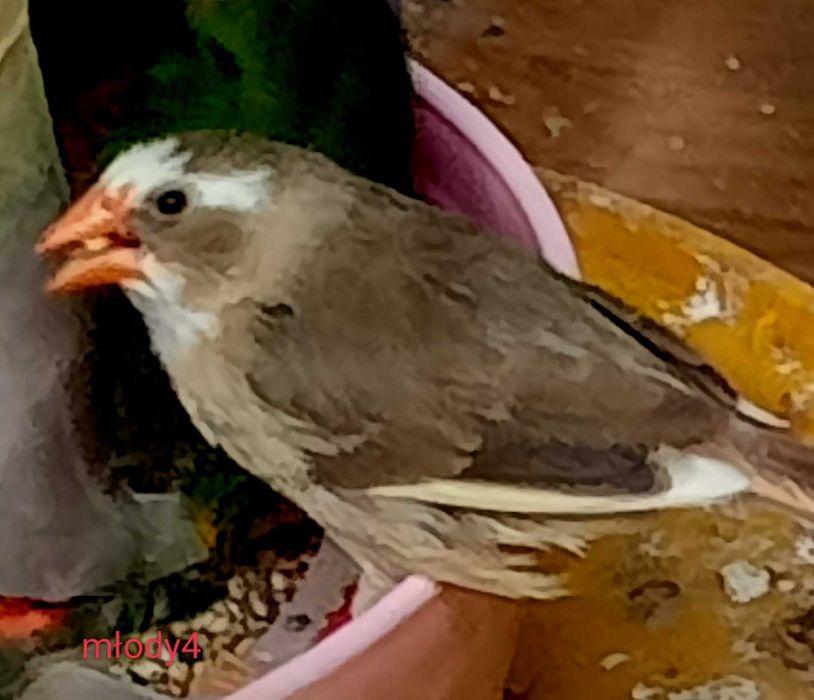 Astryld trzcinowy. Trzciniak.