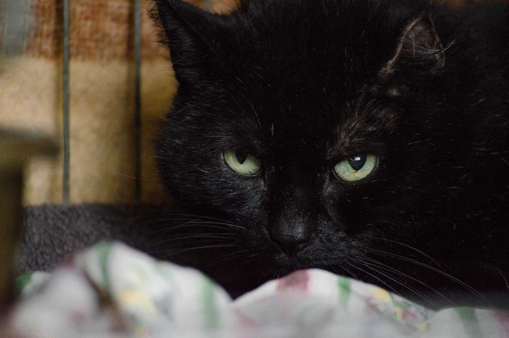 Kocurek Uszko do adopcji