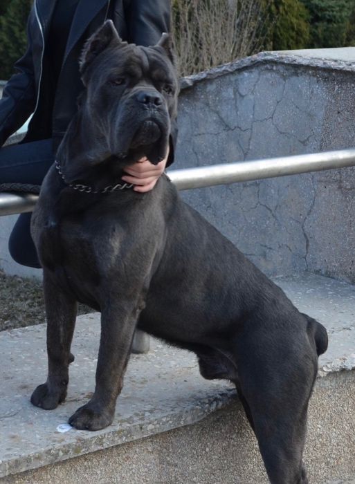 Кане Корсо . Вязка . Серый . КСУ