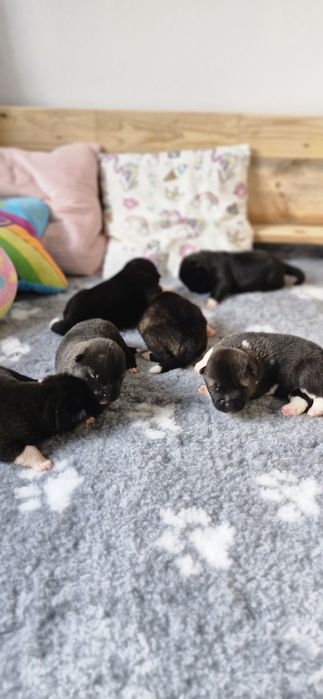 Akita Amerykanska FCI piesek zkwp