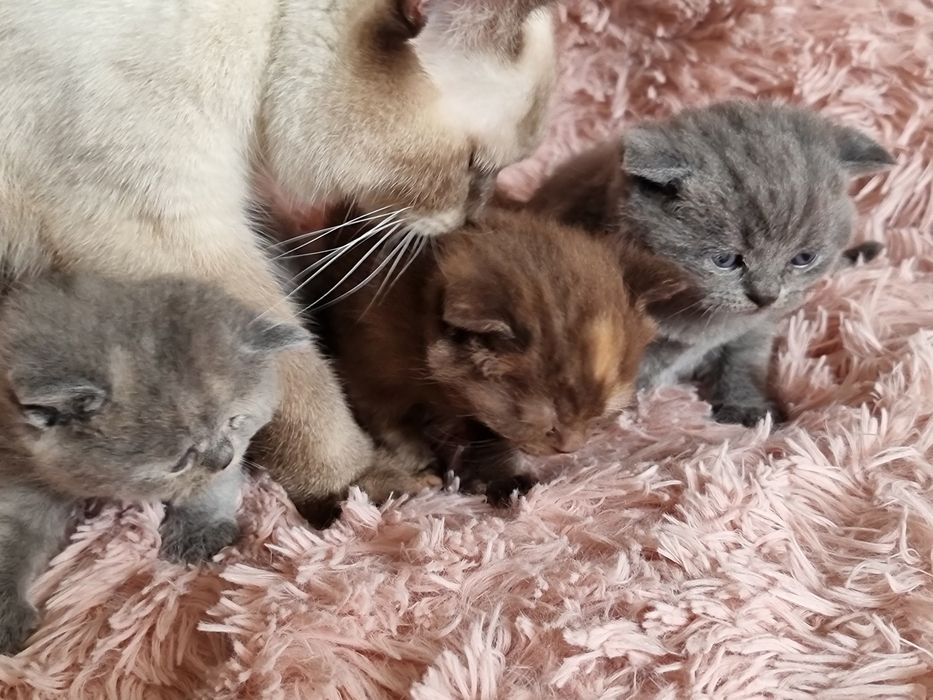 Kocięta kotki krótko włosem do rezerwacji