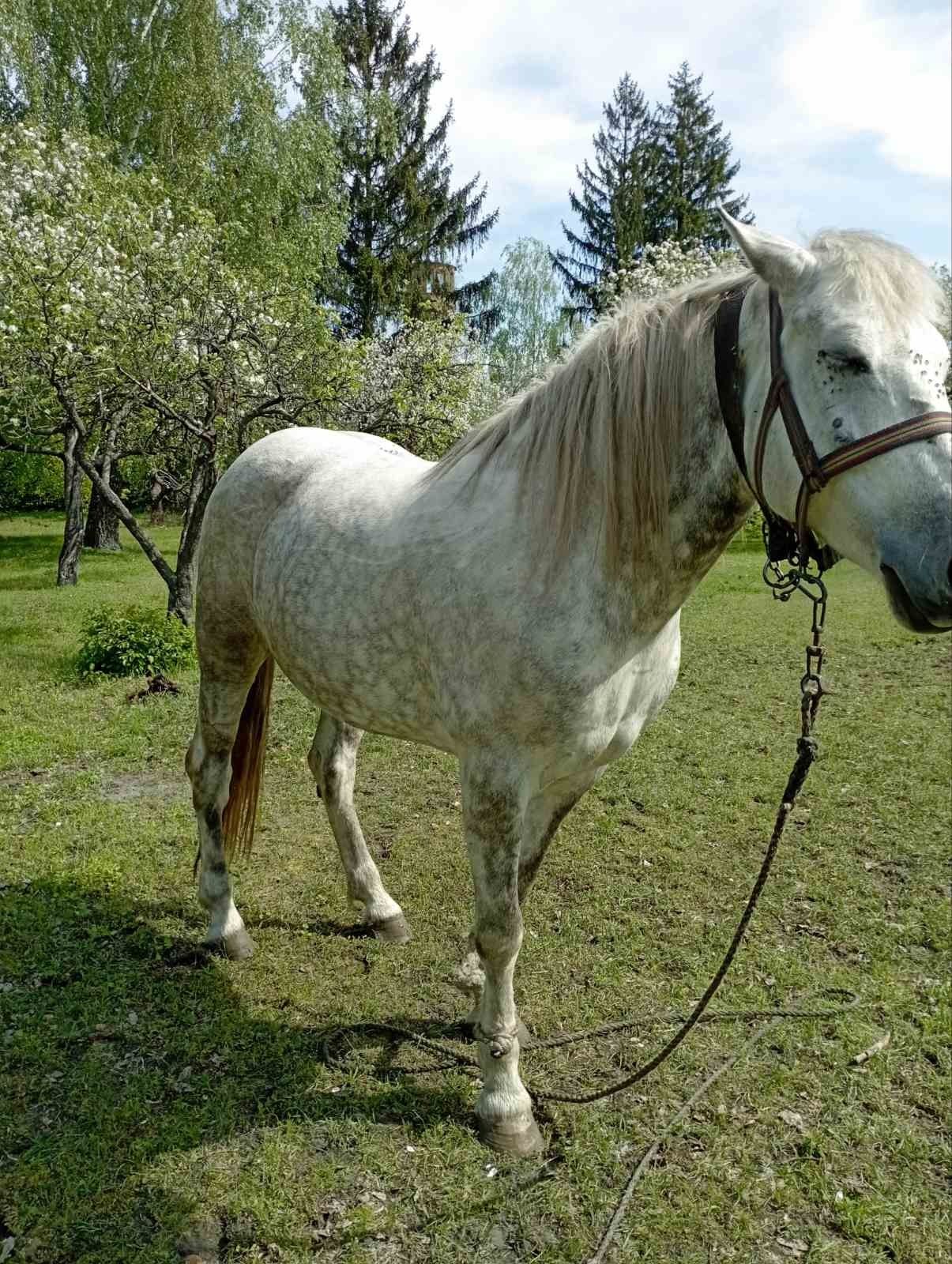 Кобила. Сірого кольору