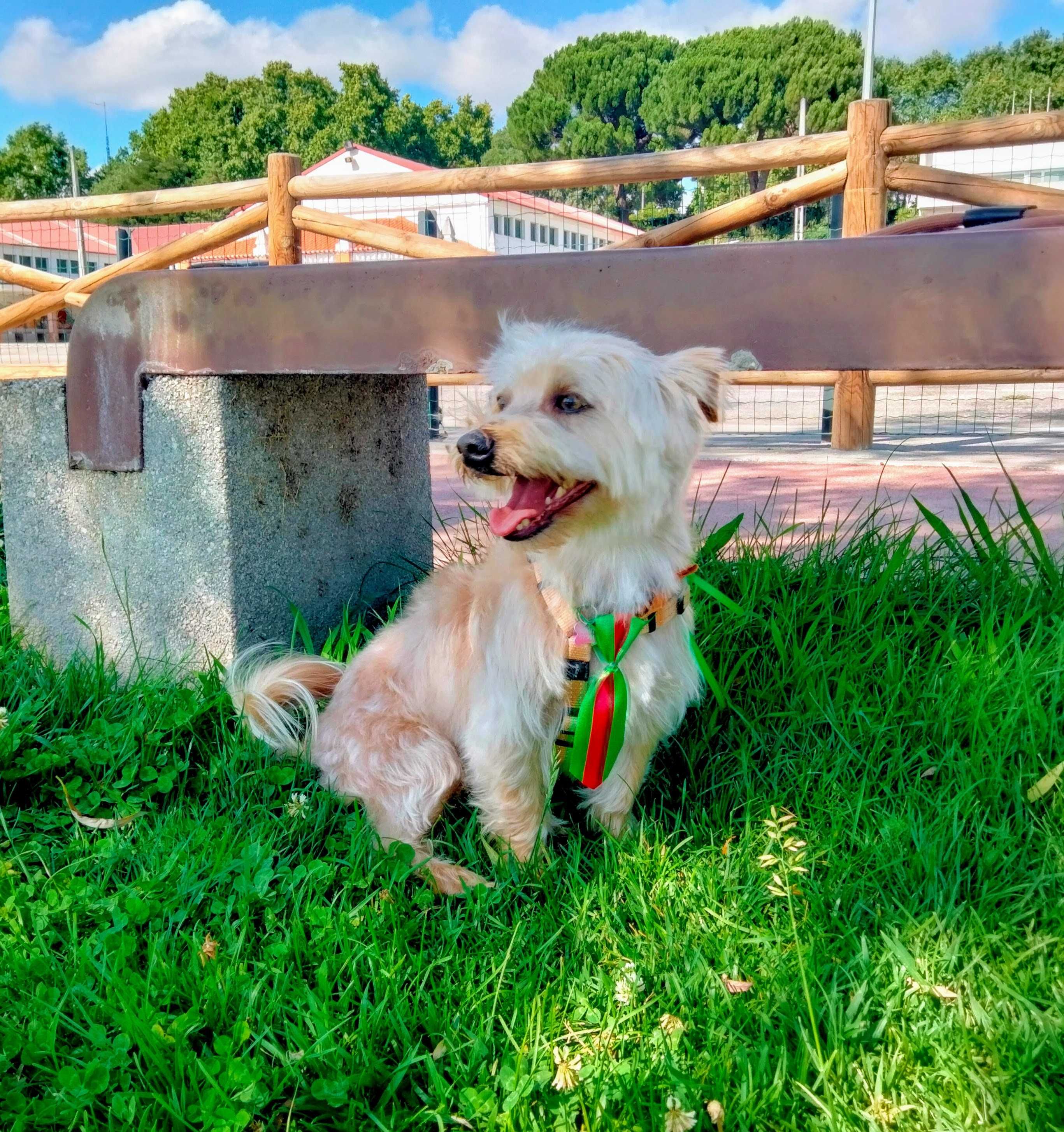 Cuido do seu melhor amigo com amor e atenção — Pet Sitting em Tomar