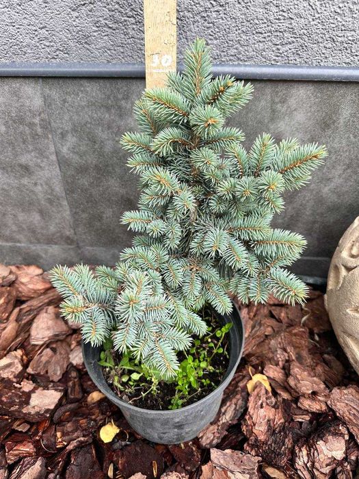 Церцис канадський Eternal Flame Хвойні рослини туя, кипарисовики ялина