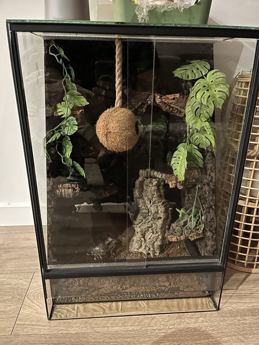 Gekon orzęsiony wraz z terrarium