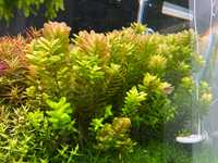 Rotala Tulunadensis (Sahyadrica) - MEGA RARYTAS! SUPER CENA!