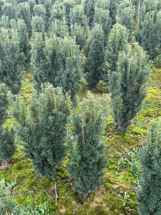 Cis Hicksii 70–100 cm – idealny na żywopłot, kopany na zamówienie!