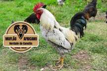 Casais de Cocos, Coquichos ou Garnizes