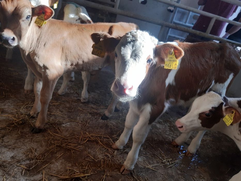 Cieleta jaloszki byczki miesne Wieluń