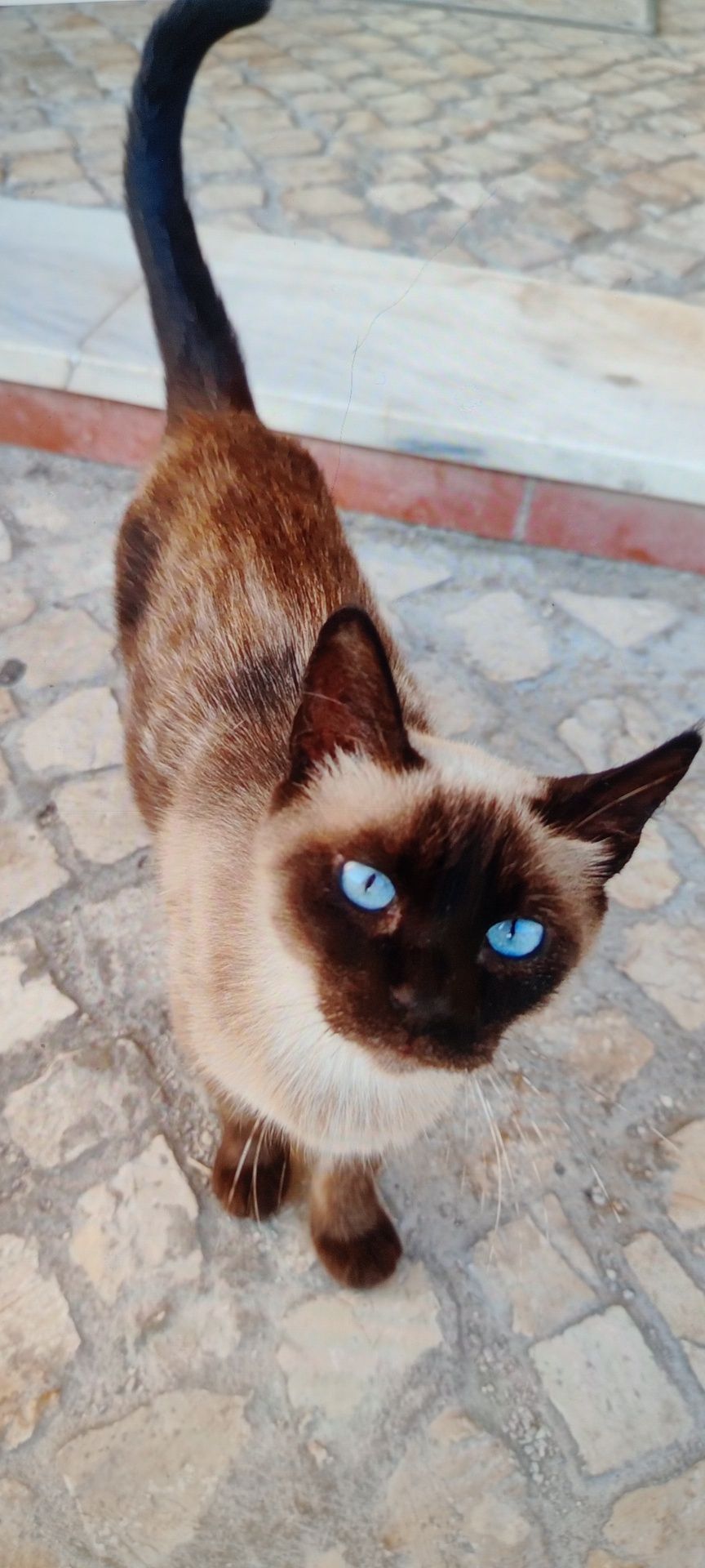 Adoção gata siamesa novinha