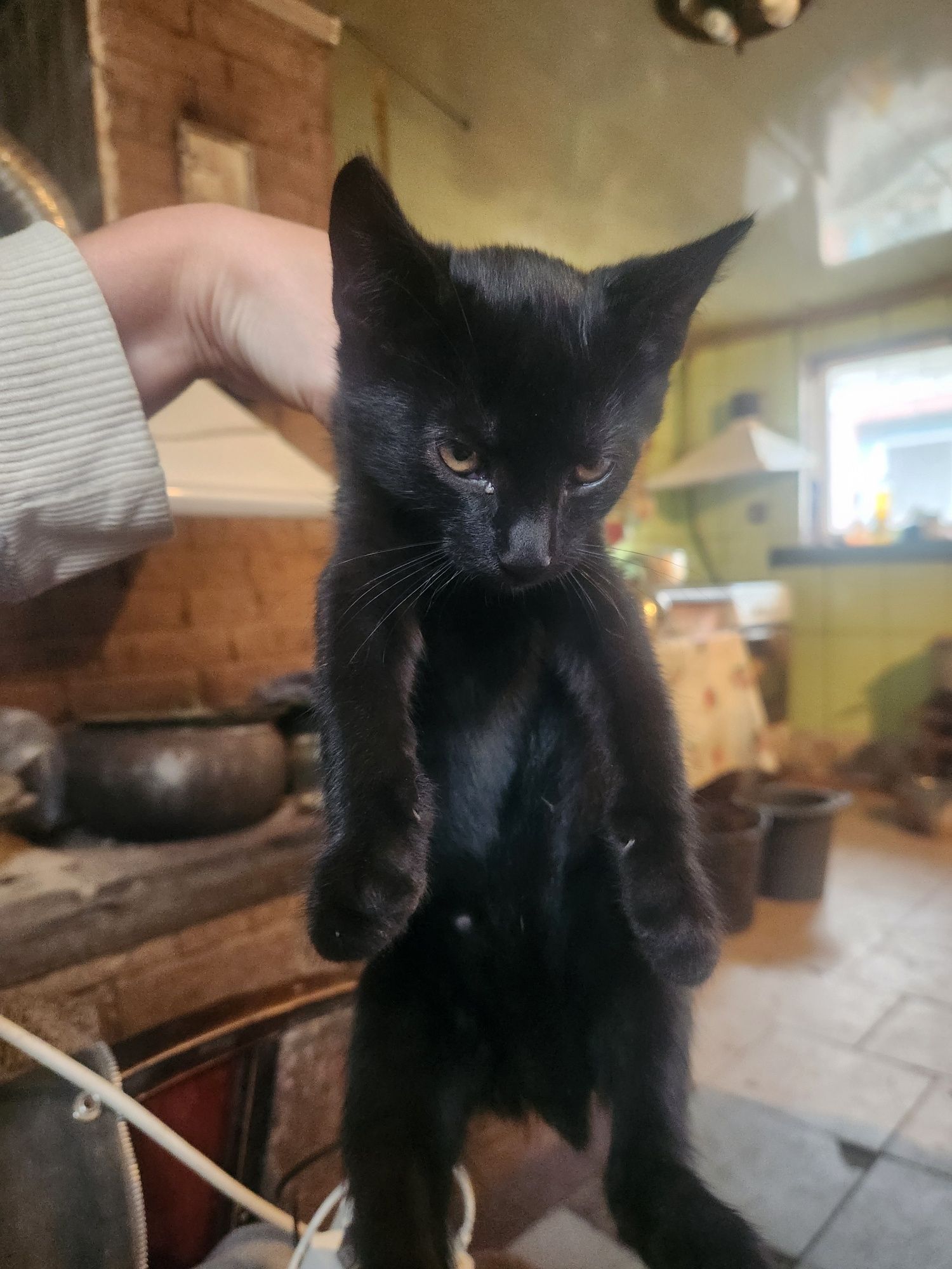 Віддам кошенят, безкоштовно