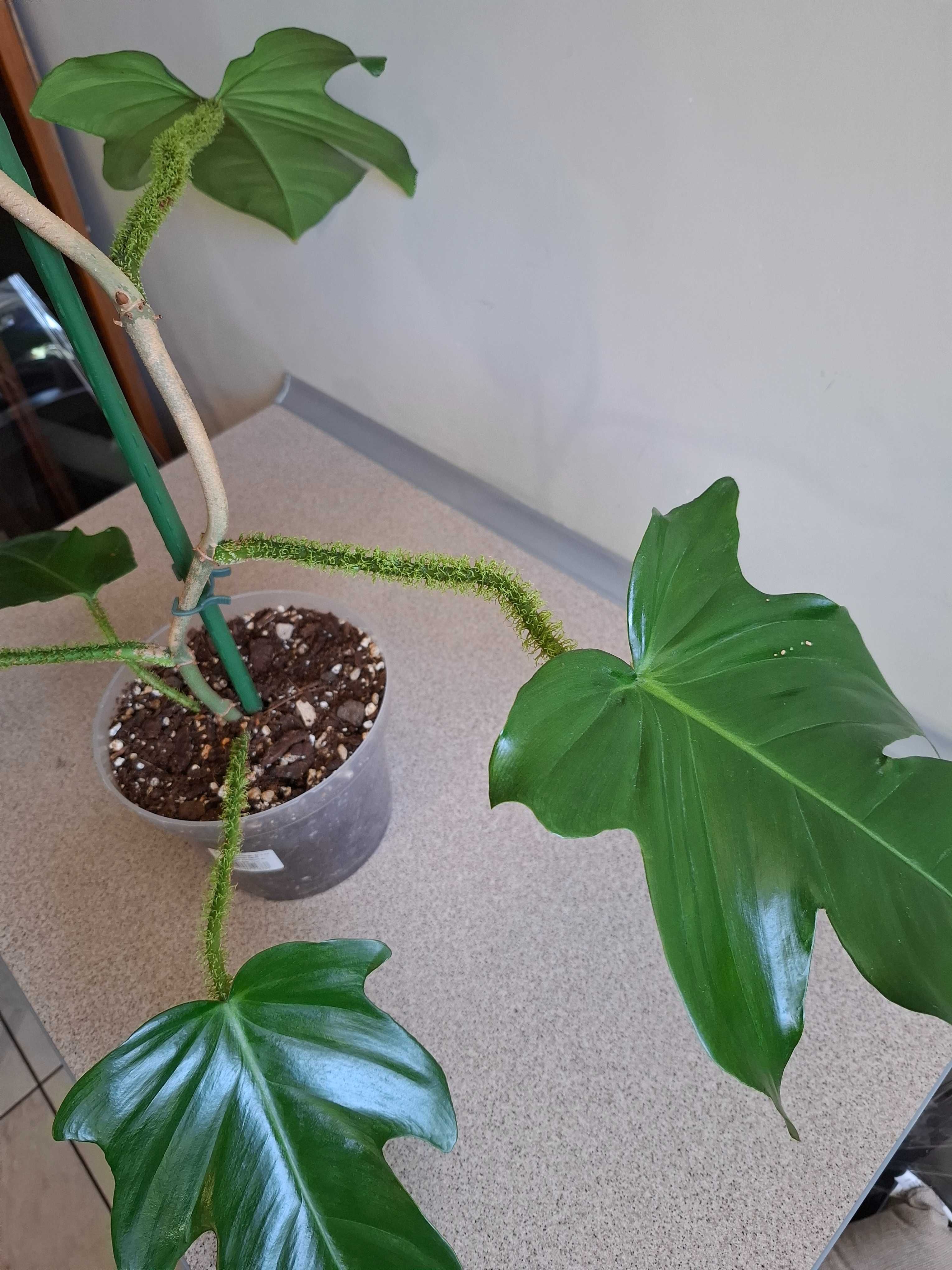 Philodendron squamiferum 160 cm
