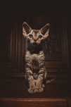 Kocurek Devon rex FPL Felis