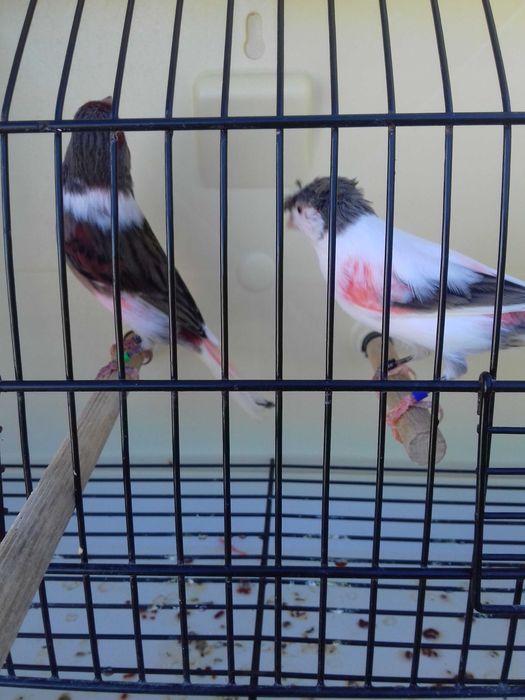 Tenho alguns canarios