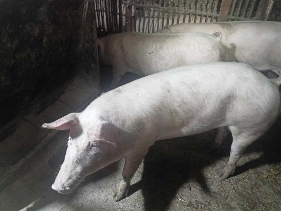 Sprzedam tuczniki świnia tucznik