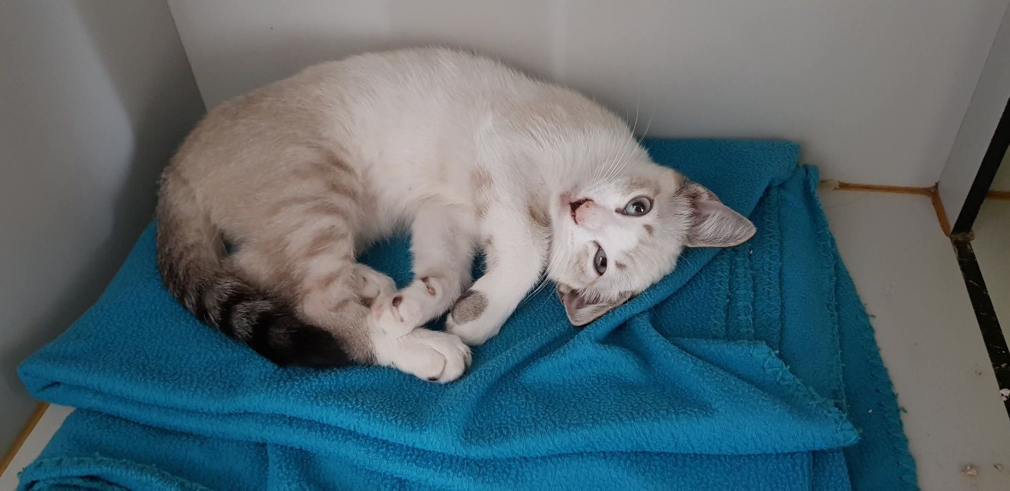 Gatinha bebé com 4 meses para adoção