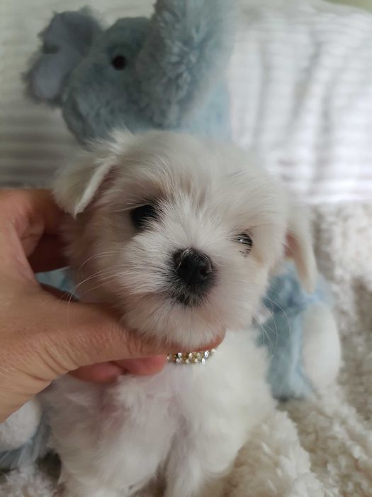 Pieski Maltańczyki Mini z rodowodem, pełna dokumentacja.