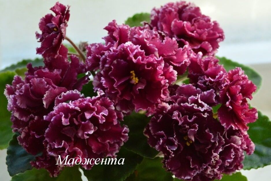 Продам фіалки дуже гарні