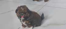 Piękna Suczka Shih-Tzu